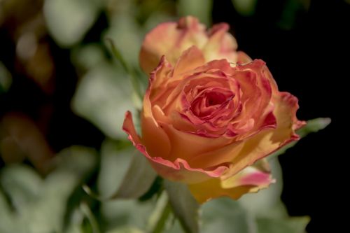 flower rose petal