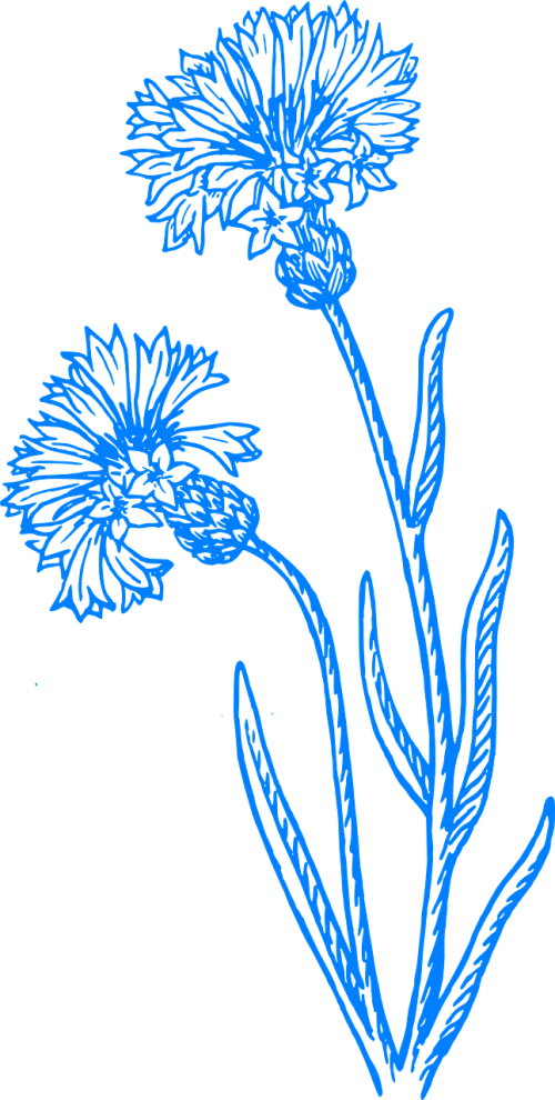 flower blue flowers