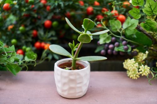 flower plant leaves