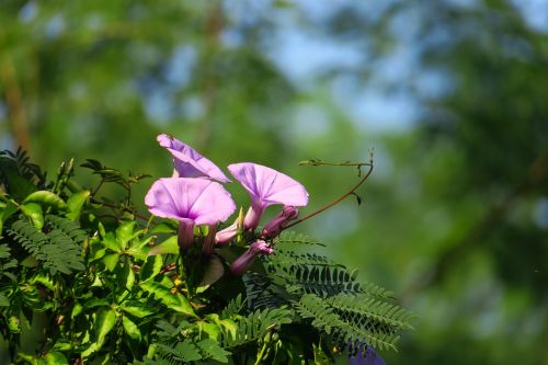 flower plant nature