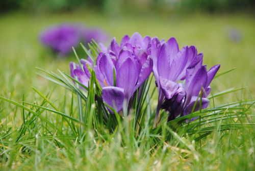 flower nature plant