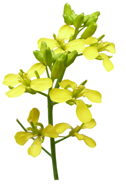 flower mustard plant