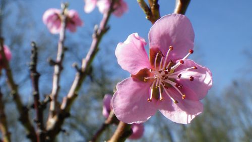 flower pink sky