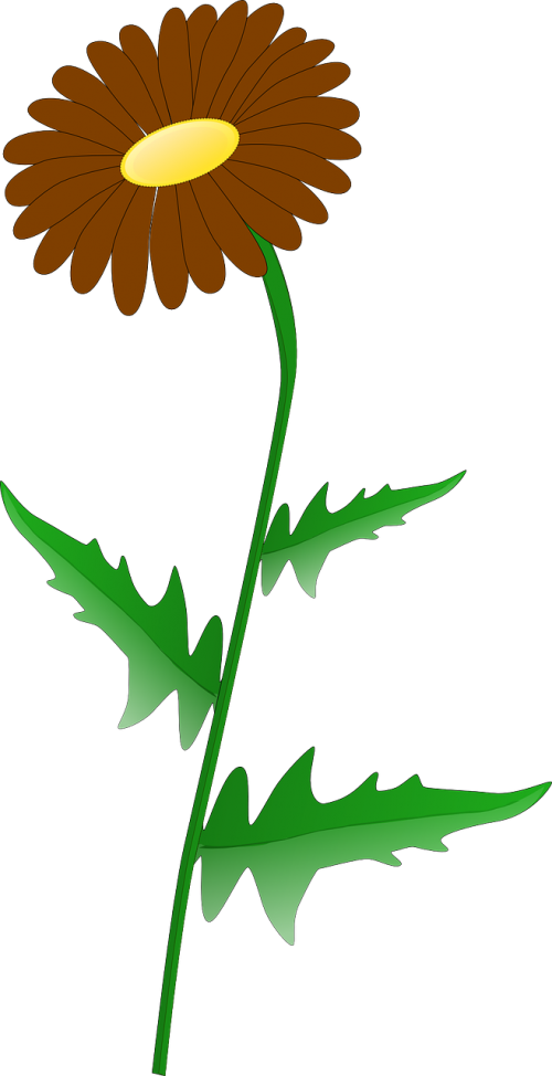 flower plant leaves