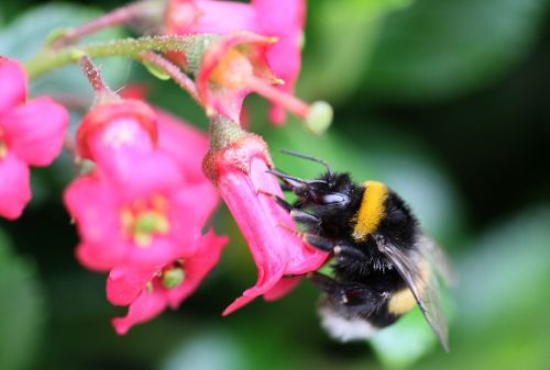 flower nature insect