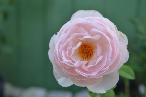 flower flora rose