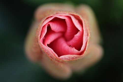 flower petal nature