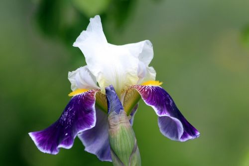 flower nature plant