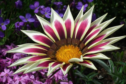 flower gazania nature