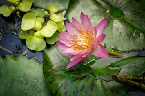 flower plant nature