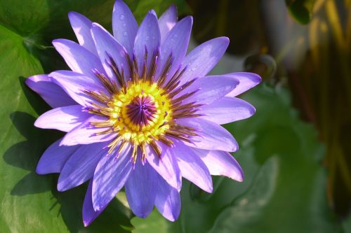 flower plant nature