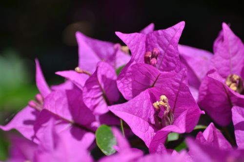 flower purple plant