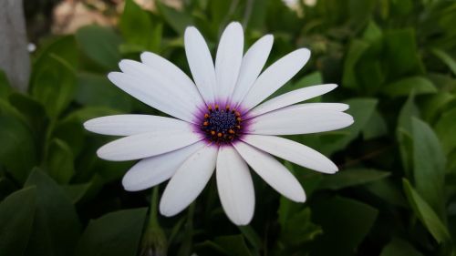 flower plant nature