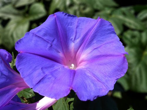 flower violet open