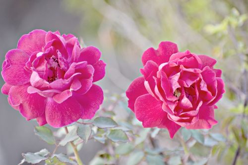 flower rose nature
