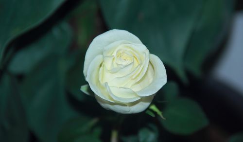 flower rose leaf