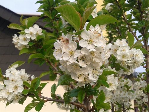 flower plant branch