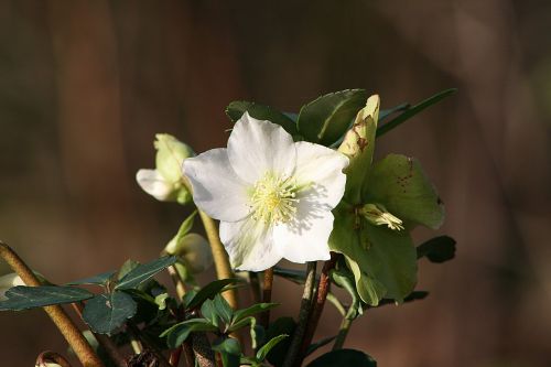 flower plant nature