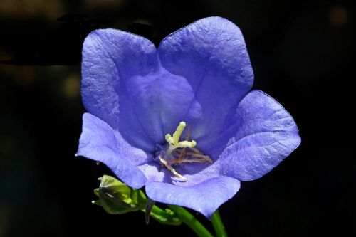 flower rozwar blue