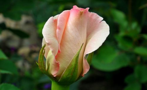 flower rose bud