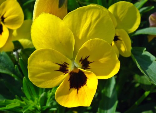 flower pansy yellow