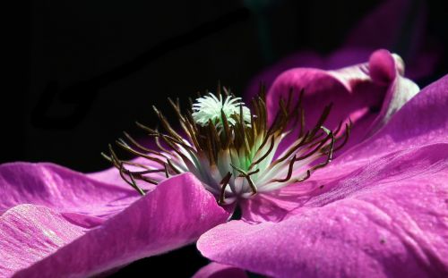 flower clematis violet