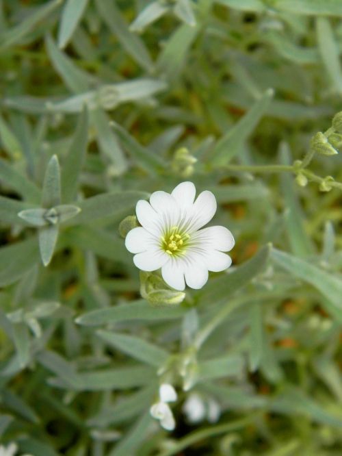 flower garden plant