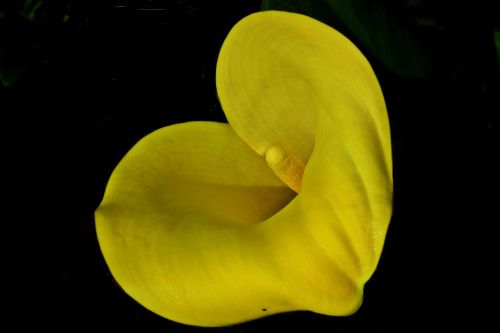 flower kalia yellow