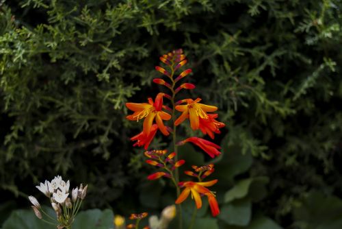 flower nature plant