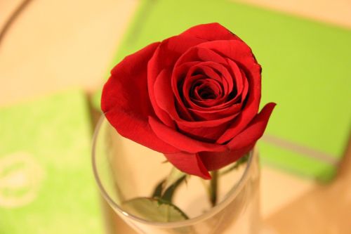 flower love scam rose
