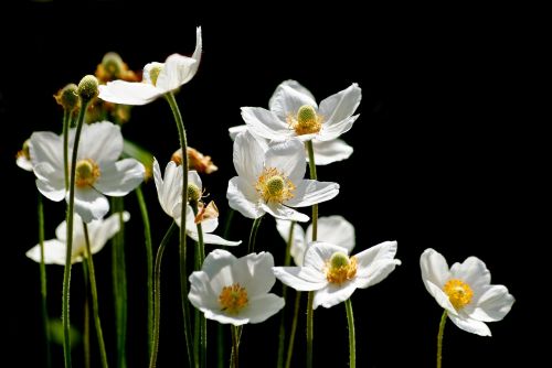 flower plant nature