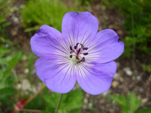 flower nature plant