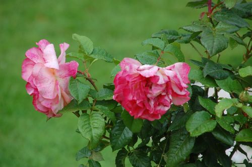 flower plant nature