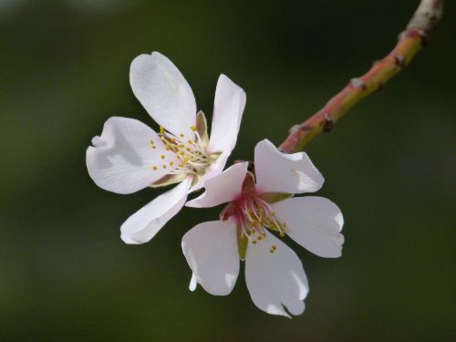 flower almond tree florir