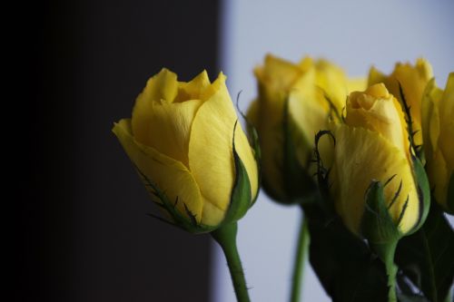 flower nature roses