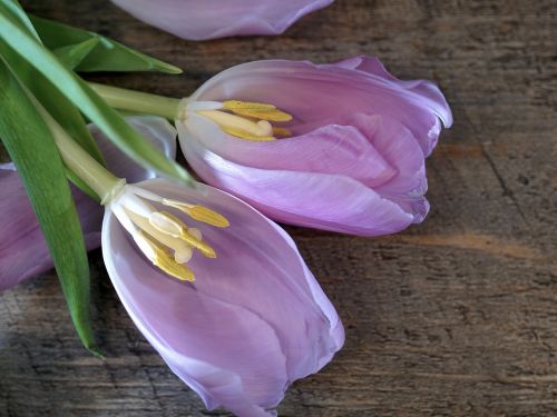 flower tulip pistil