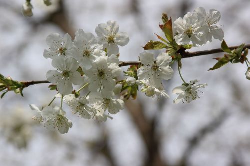 flower cherry branch