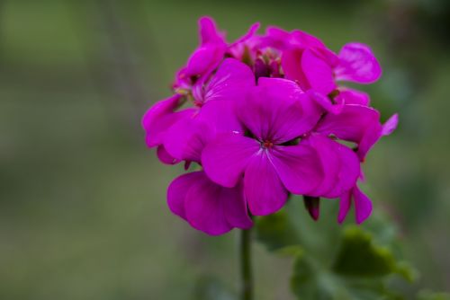 flower nature plant