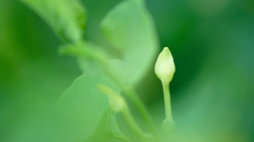 flower forest plant