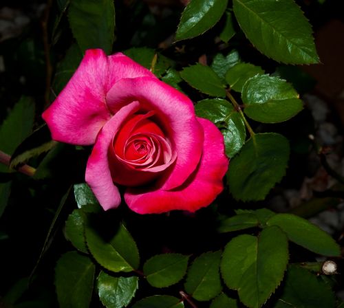 flower rose petal