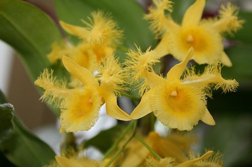 flower plant nature