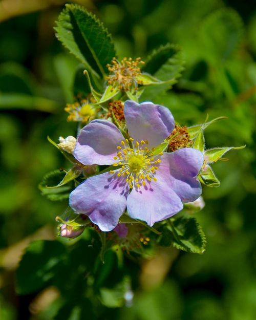 flower flora nature