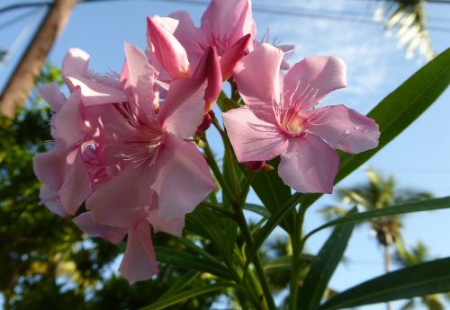 flower nature plant