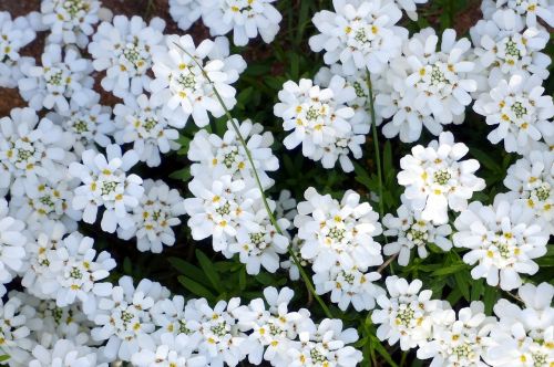 flower plant nature