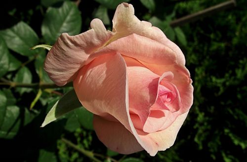 flower rose the petals