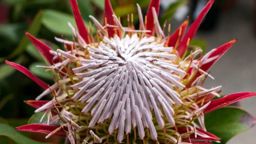 flower plant nature