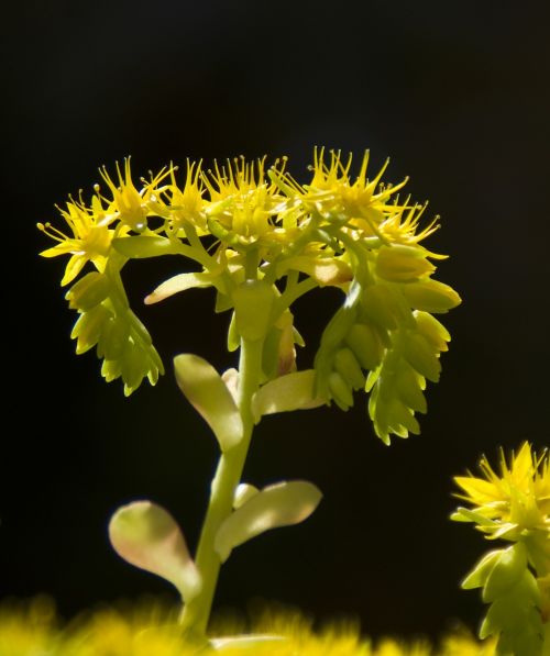 flower plant nature