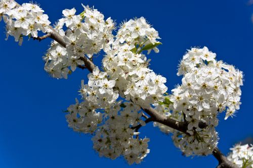 flower branch nature