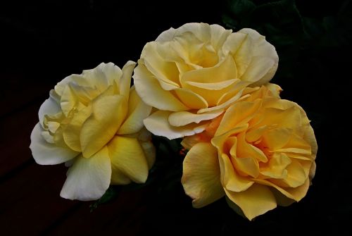 flower roses petal
