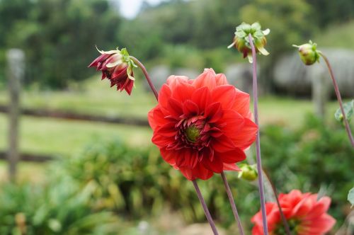 flower nature plant